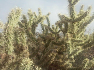 30 Buckhorn Cholla Cactus Seeds - Seed World