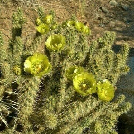 30 Buckhorn Cholla Cactus Seeds - Seed World