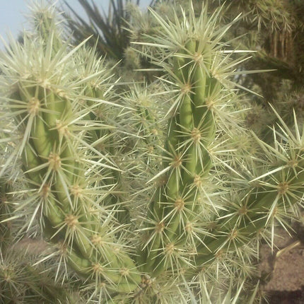 30 Buckhorn Cholla Cactus Seeds - Seed World