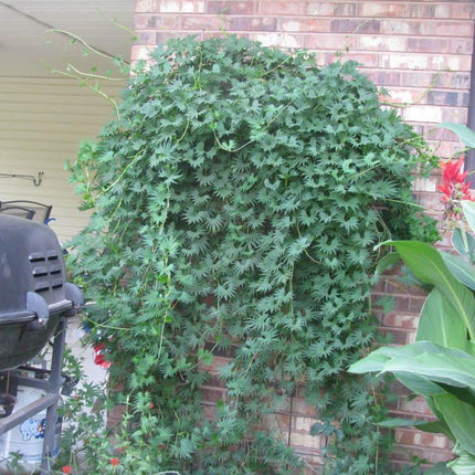 30 Cardinal Climber Vine Seeds - Seed World