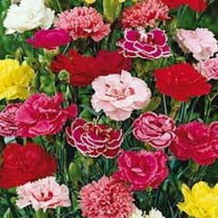 30 Carnation | Chabaud Picotee Mix Seeds - Seed World