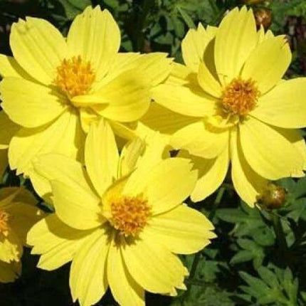 30 Cosmos Dwarf Lemon Seeds - Seed World