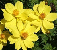 30 Cosmos Dwarf Lemon Seeds - Seed World