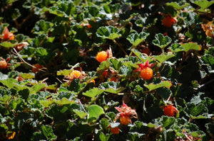 30 Creeping Raspberry Seeds - Seed World