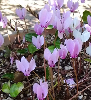 30 Cyclamen Hederifolium Seeds - Seed World