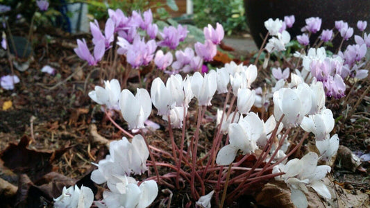 30 Cyclamen Hederifolium Seeds - Seed World