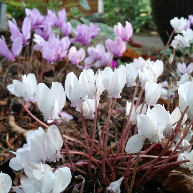 30 Cyclamen Hederifolium Seeds - Seed World