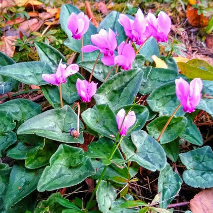 30 Cyclamen Hederifolium Seeds - Seed World