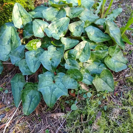 30 Cyclamen Hederifolium Seeds - Seed World