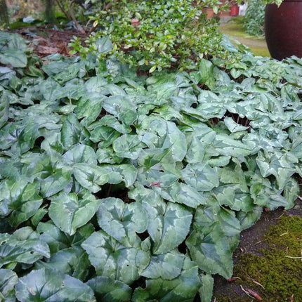 30 Cyclamen Hederifolium Seeds - Seed World