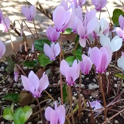 30 Cyclamen Hederifolium Seeds - Seed World