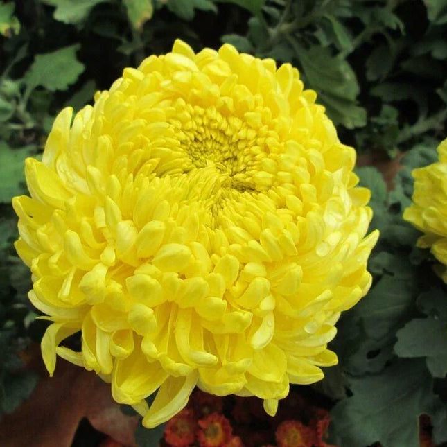 30 Double Yellow Paeony Aster Seeds - Seed World