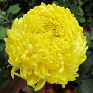 30 Double Yellow Paeony Aster Seeds - Seed World