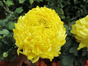 30 Double Yellow Paeony Aster Seeds - Seed World