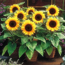 30 Dwarf Sunflower Seeds - Seed World