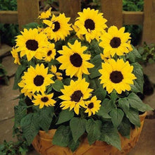 30 Dwarf Sunflower Seeds - Seed World