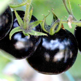 30 European Black Cherry Tomatoes Seeds - Seed World