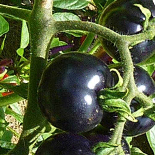 30 European Black Cherry Tomatoes Seeds - Seed World