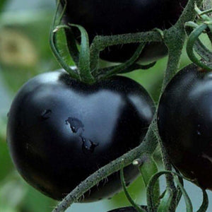 30 European Black Cherry Tomatoes Seeds - Seed World