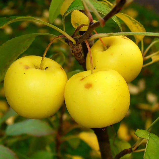 30 European French Crab Apple (Malus Sylvestris) Seeds - Seed World