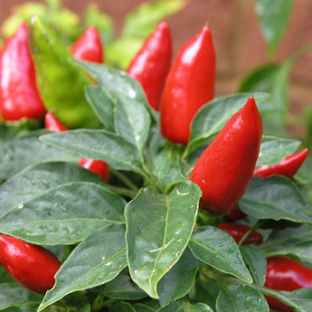 30 Facing Heaven Chili Hot Pepper Seeds - Seed World