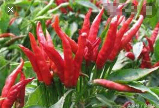 30 Facing Heaven Chili Hot Pepper Seeds - Seed World