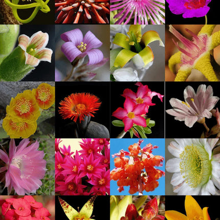 Collage of various flowers in different colors and types