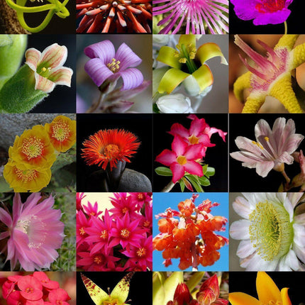 Collage of various colorful flowers