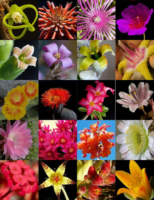 30 Flowering Succulent Mix Seeds - Seed World
