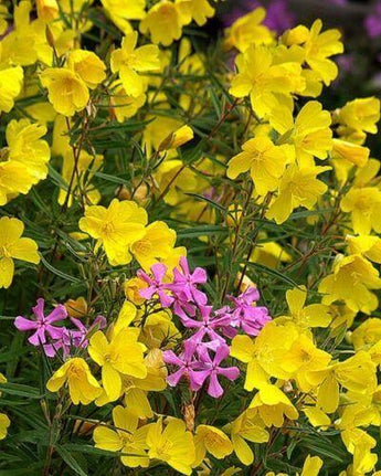 30 Fragrant Yellow Phlox Flower Seeds - Seed World