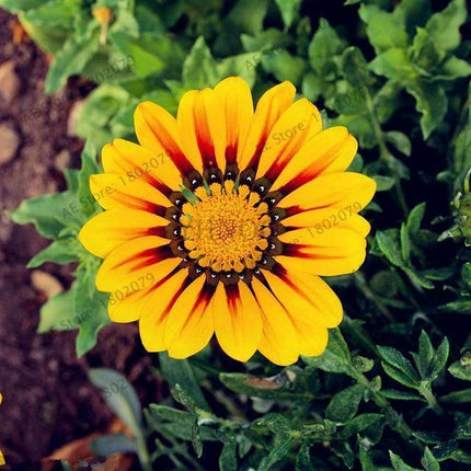 30 Gazania Rigens Seeds - Seed World