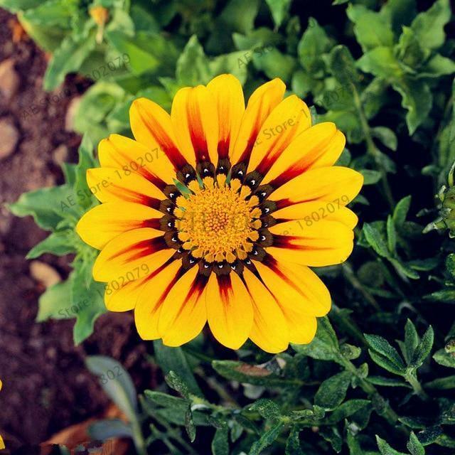 30 Gazania Rigens Seeds - Seed World