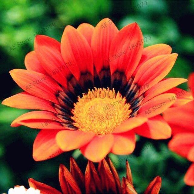 30 Gazania Rigens Seeds - Seed World