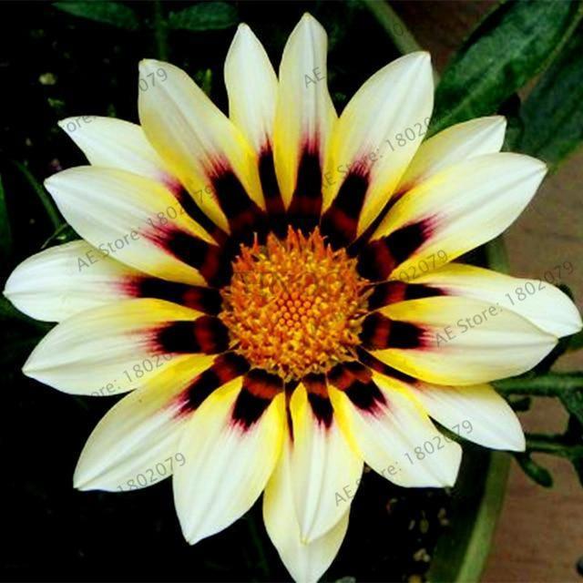 30 Gazania Rigens Seeds - Seed World