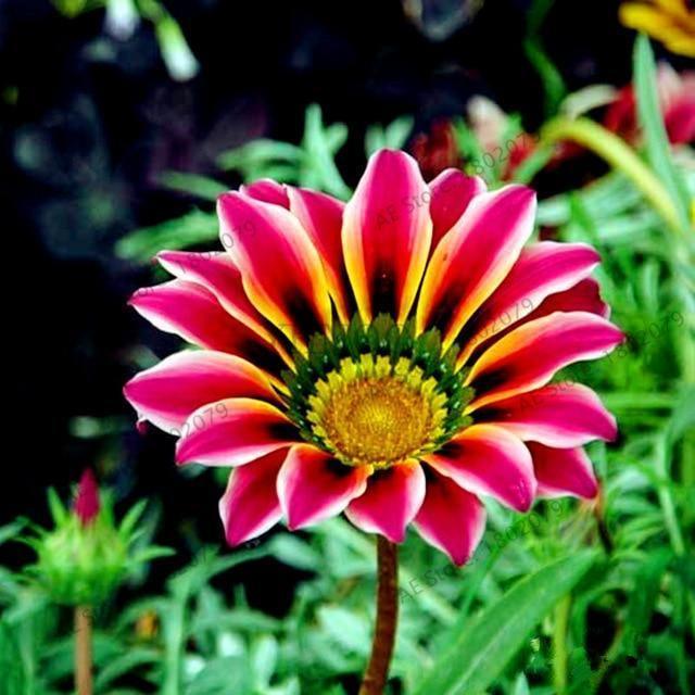 30 Gazania Rigens Seeds - Seed World