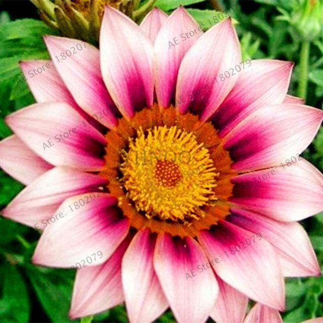 30 Gazania Rigens Seeds - Seed World