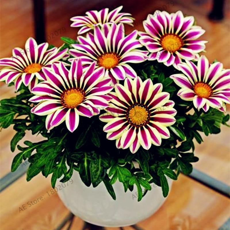 30 Gazania Rigens Seeds - Seed World