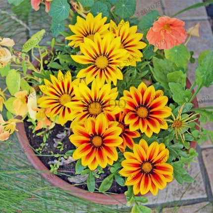 30 Gazania Rigens Seeds - Seed World