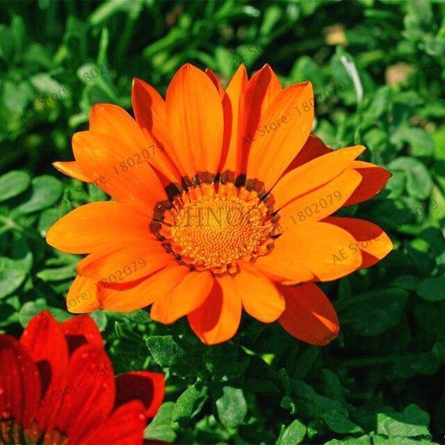 30 Gazania Rigens Seeds - Seed World