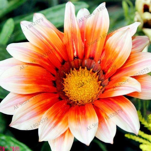 30 Gazania Rigens Seeds - Seed World