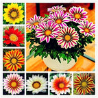 MIX - 30 Seeds