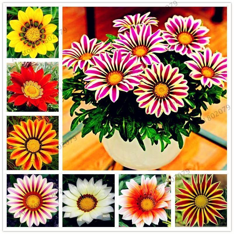 30 Gazania Rigens Seeds - Seed World