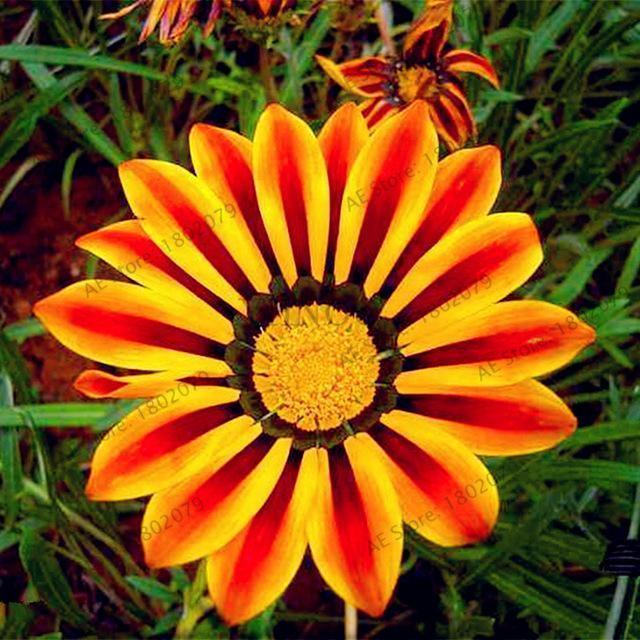 30 Gazania Rigens Seeds - Seed World