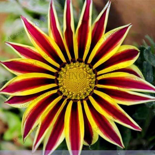 30 Gazania Rigens Seeds - Seed World