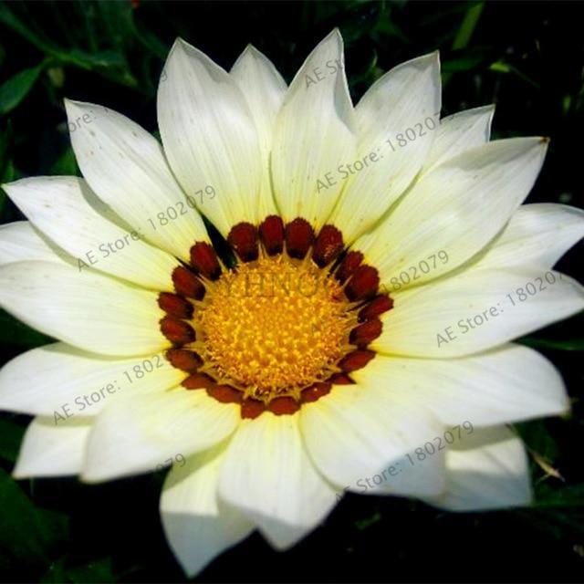 30 Gazania Rigens Seeds - Seed World