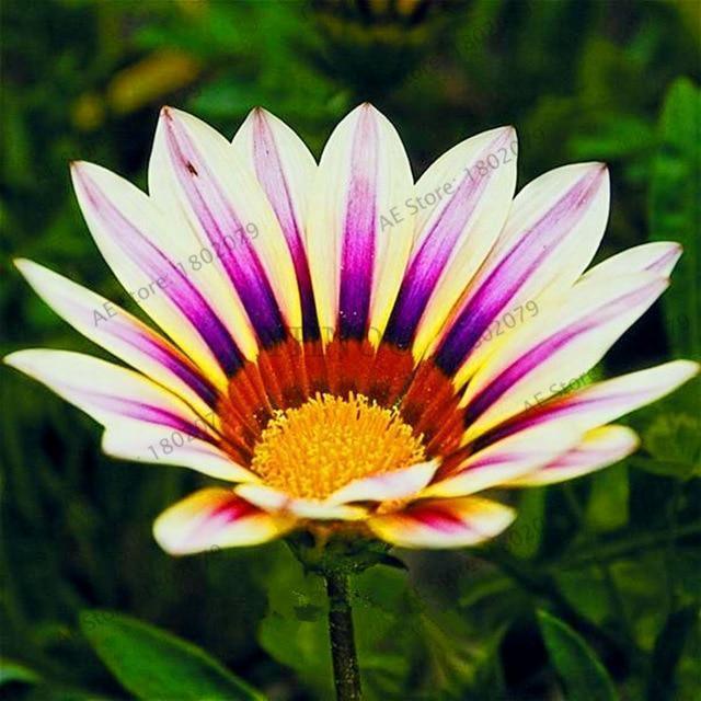 30 Gazania Rigens Seeds - Seed World