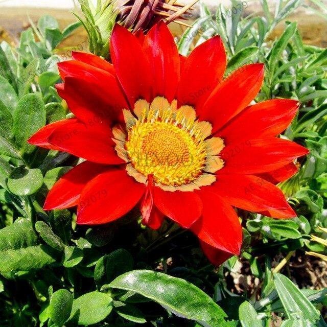 30 Gazania Rigens Seeds - Seed World