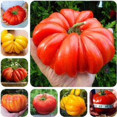 30 Giant Oxheart Tomato Seeds - Seed World