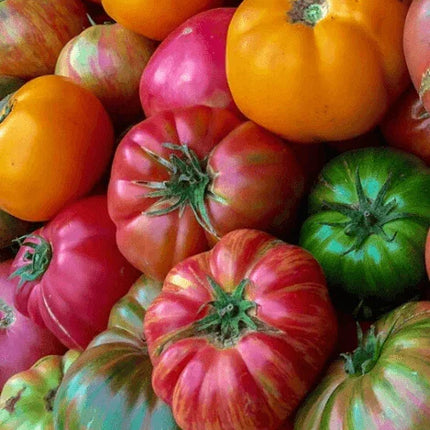 30 Giant Oxheart Tomato Seeds - Seed World