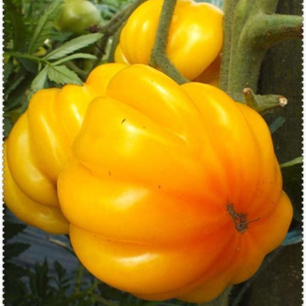 30 Giant Oxheart Tomato Seeds - Seed World
